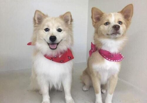 Mile_Hi_Pomskies_Pomsky_Grown_Up_Adults_00005