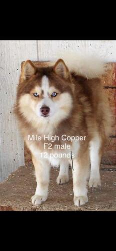 Mile Hi Pomskies Pomsky Grown Up Adults 00002