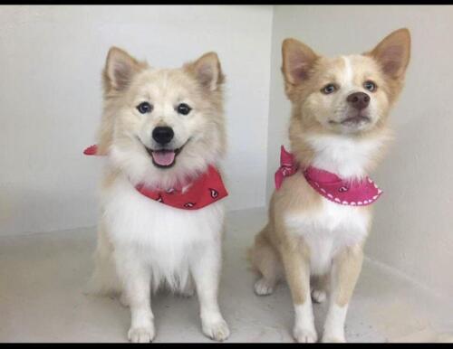 Mile Hi Pomskies Pomsky Grown Up Adults 00005