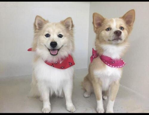 Mile Hi Pomskies Pomsky Grown Up Adults 00005 (1)