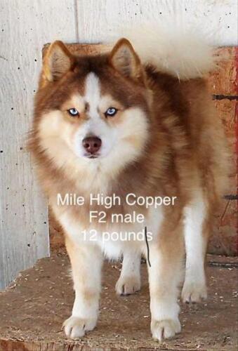 Mile Hi Pomskies Pomsky Grown Up Adults 00006