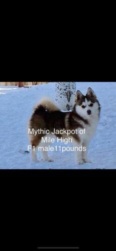 Mile Hi Pomskies Pomsky Grown Up Adults 00015