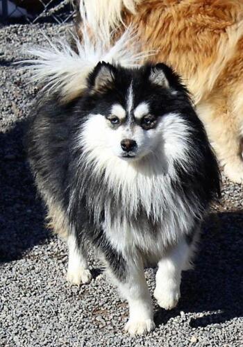 Mile Hi Pomskies Pomsky Grown Up Adults 00017