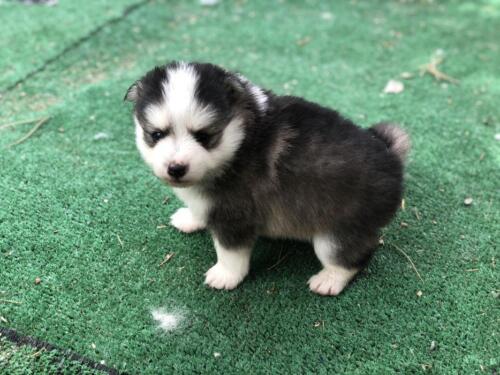 Mile Hi Pomskies Pomsky Puppies00003