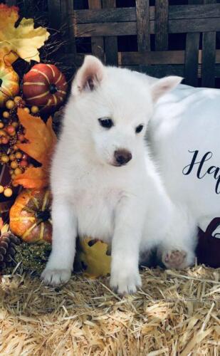 Mile Hi Pomskies Pomsky Puppies00004