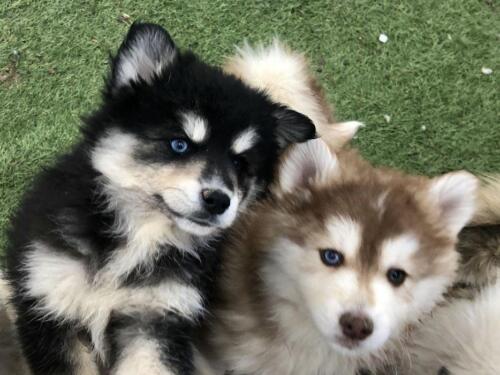 Mile Hi Pomskies Pomsky Puppies00005