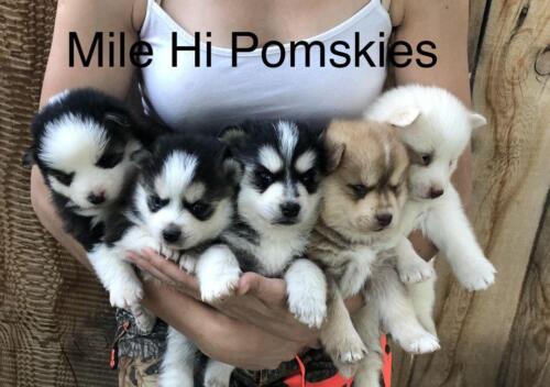 Mile Hi Pomskies Pomsky Puppies00011