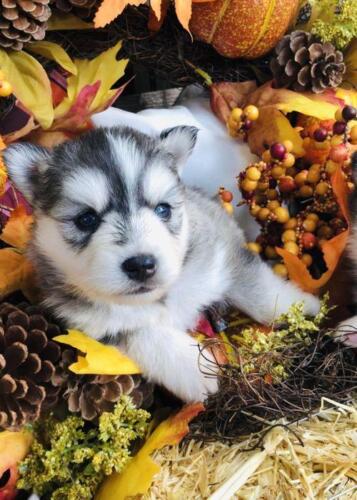 Mile Hi Pomskies Pomsky Puppies00013