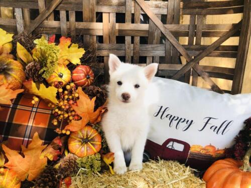 Mile Hi Pomskies Pomsky Puppies00014