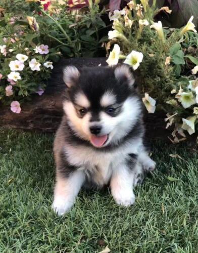 Mile Hi Pomskies Pomsky Puppies00017