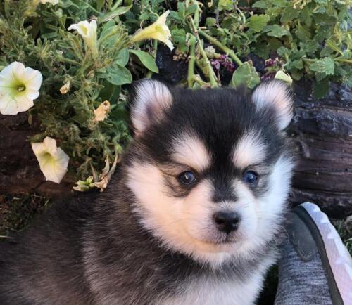 Mile Hi Pomskies Pomsky Puppies00022