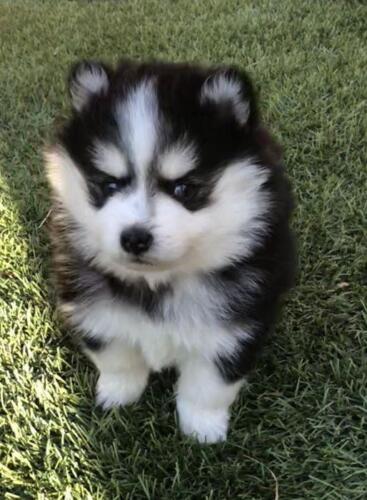 Mile Hi Pomskies Pomsky Puppies00023