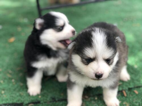 Mile Hi Pomskies Pomsky Puppies00026