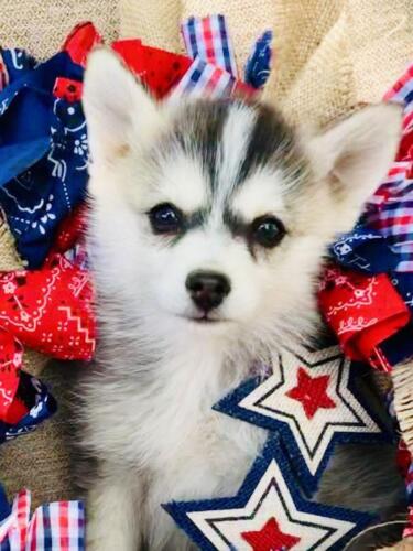 Mile Hi Pomskies Pomsky Puppies00027