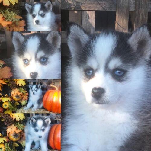 Mile Hi Pomskies Pomsky Puppies00028