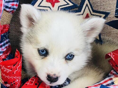 Mile Hi Pomskies Pomsky Puppies00030