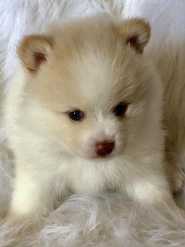 Mile Hi Pomskies Pomsky Puppies00035