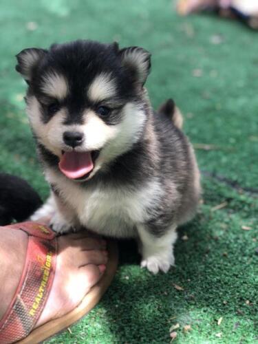 Mile Hi Pomskies Pomsky Puppies00036