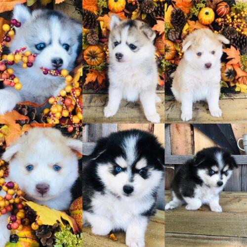 Mile Hi Pomskies Pomsky Puppies00037