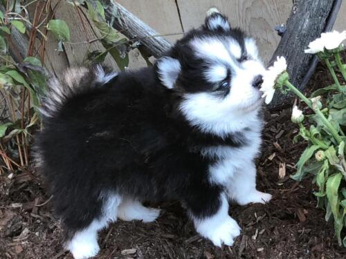 Mile Hi Pomskies Pomsky Puppies00038