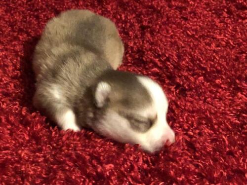 Mile Hi Pomskies Pomsky Puppies00045