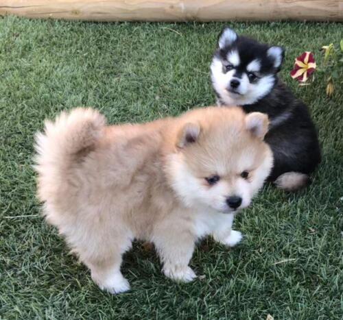 Mile Hi Pomskies Pomsky Puppies00047