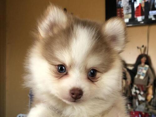 Mile Hi Pomskies Pomsky Puppies00050