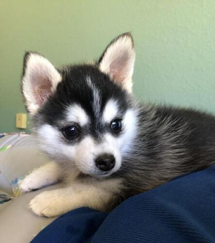 Mile Hi Pomskies Pomsky Puppies00052