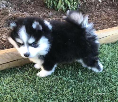 Mile Hi Pomskies Pomsky Puppies00053