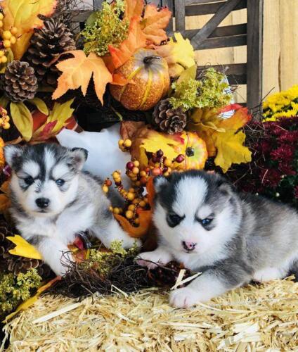 Mile Hi Pomskies Pomsky Puppies00054