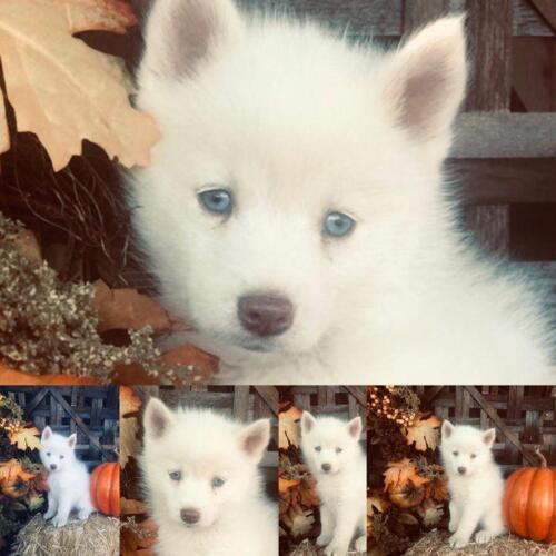 Mile Hi Pomskies Pomsky Puppies00055