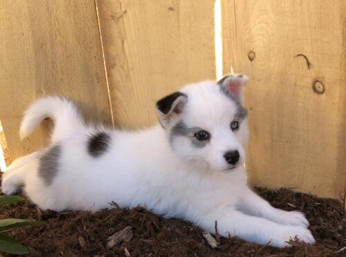 Mile Hi Pomskies Pomsky Puppies00056