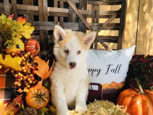 Mile Hi Pomskies Pomsky Puppies00057