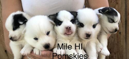 Mile Hi Pomskies Pomsky Puppies00058