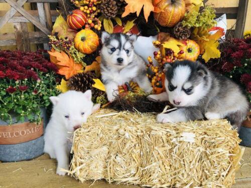 Mile Hi Pomskies Pomsky Puppies00059