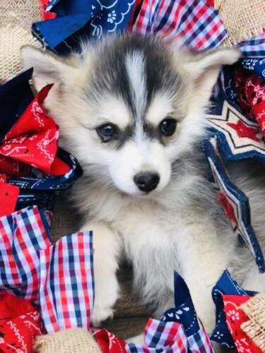 Mile Hi Pomskies Pomsky Puppies00060