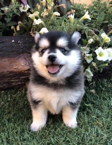 Mile Hi Pomskies Pomsky Puppies00061