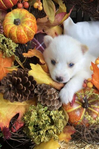 Mile Hi Pomskies Pomsky Puppies00063