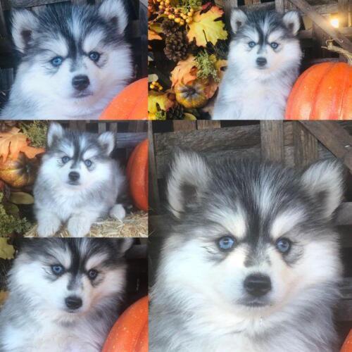 Mile Hi Pomskies Pomsky Puppies00064