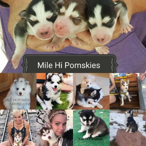 Mile Hi Pomskies Pomsky Puppies00065