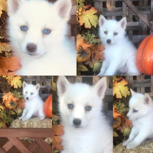 Mile Hi Pomskies Pomsky Puppies00066