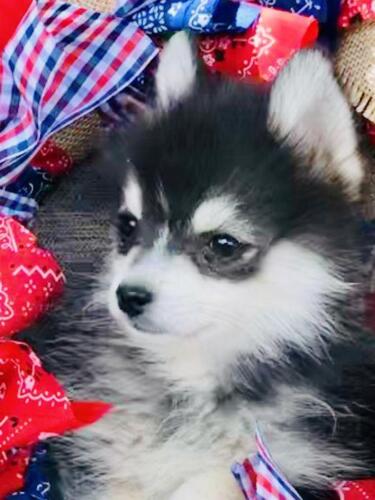 Mile Hi Pomskies Pomsky Puppies00067